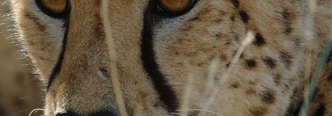 Cover Africa's Deadliest