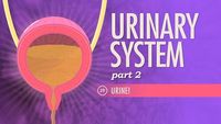 Urinary System, Part 2 - Urine!