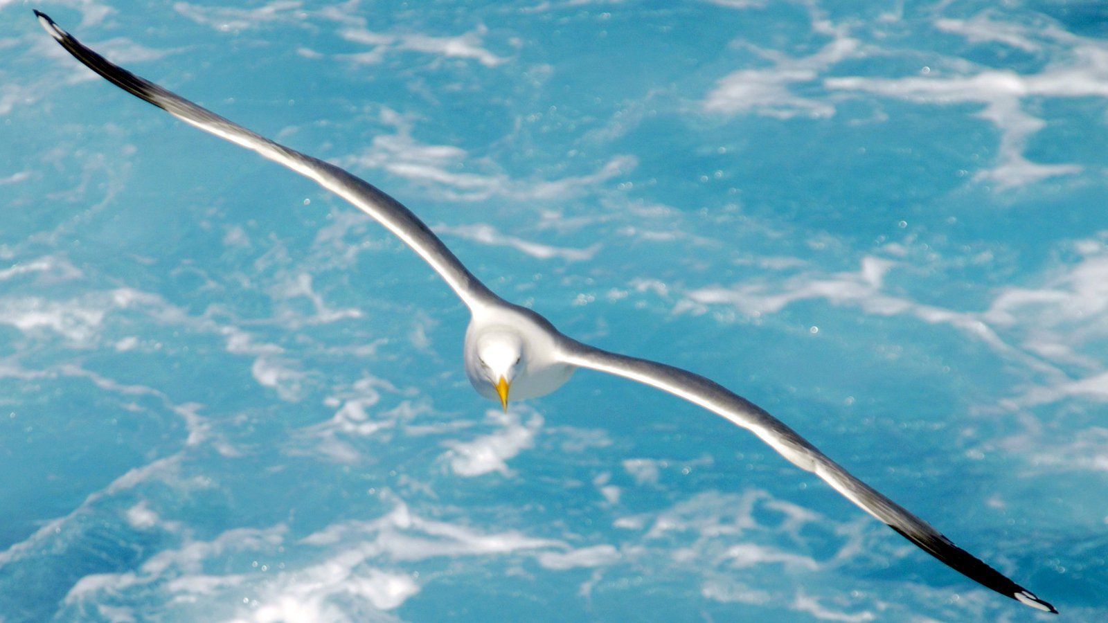 Jonathan Livingston le goéland Film (1973) SensCritique