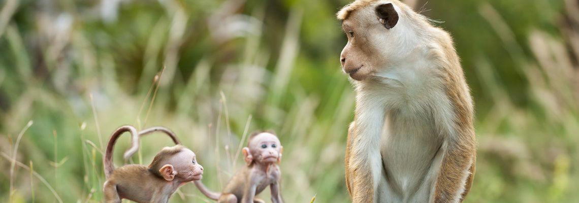 Cover Au royaume des singes