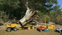 Driftwood Dilemma