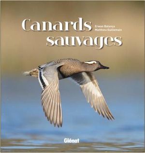 Canards sauvages
