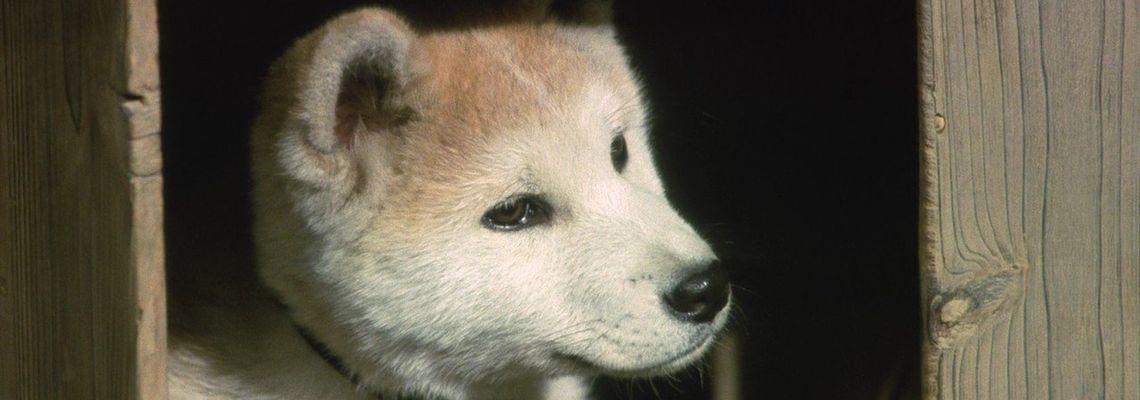 Cover Hachiko : L'histoire vraie d'un chien fidèle