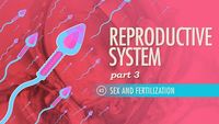 Reproductive System, Part 3 - Sex & Fertilization