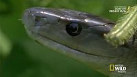Ghost Snake
