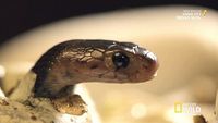 Snakes on a Train