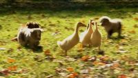 Puppies and Ducklings