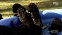 Pool Puppies