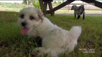 Fluffy Puppies & Baby Goats