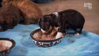 Tiny Puppies, Big Paws