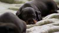 Puppies Growing Up Fluffy