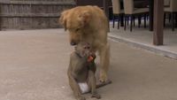 Animal BFFs - Baby Baboon, Teacup Pig