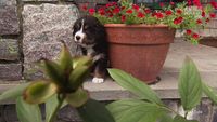 Mighty Mountain Puppies