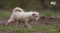 Muddy Puppies