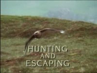 Hunting and Escaping