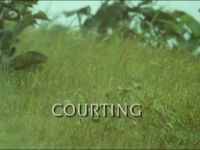 Courting