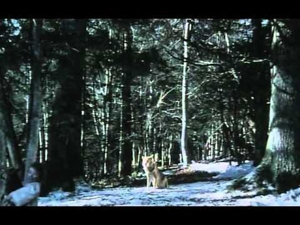 L'enfant des loups