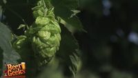 47Hops