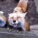 Avatar Renard Maître Avatar Renard Maître