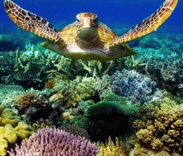 image-https://media.senscritique.com/media/000013200066/0/great_barrier_reef_with_david_attenborough.jpg