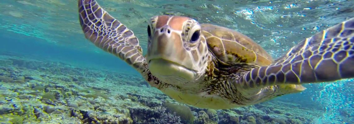 Cover Great Barrier Reef with David Attenborough