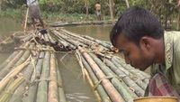 Bangladesh, les galériens du bambou