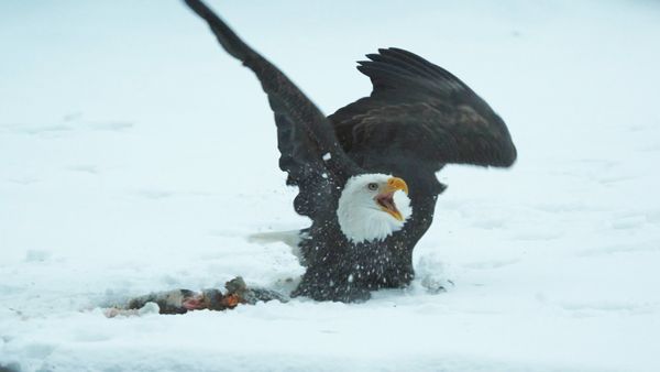 Alaska: Earth's Frozen Kingdom