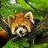 Avatar Smoothredpanda Avatar Smoothredpanda