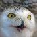 Avatar Mr_Chouette Avatar Mr_Chouette