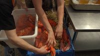 Des homards à la cabane!