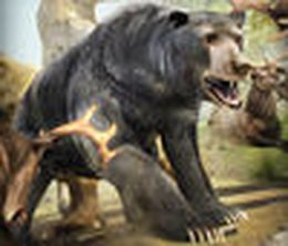 image-https://media.senscritique.com/media/000013532145/0/Bear_Simulator_2016_Wild_Bears_Simulation_Games_For_Kids.jpg