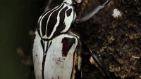 White Goliath Beetle