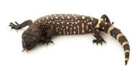 Guatemalan Beaded Lizard