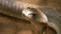 Giant Spitting Cobra