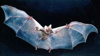 Ghost Bat