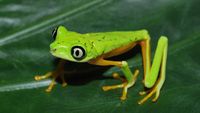 Lemur Leaf Frog