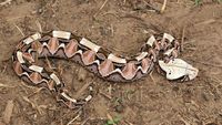 Gaboon Viper