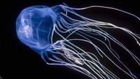 Box Jellyfish