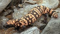 The Gila Monster