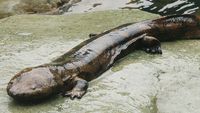 Giant Salamander