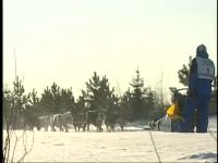 Sled Dogs
