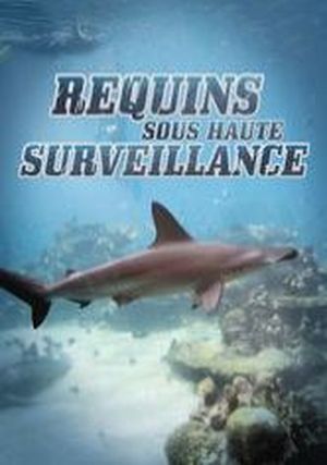 Requins sous haute surveillance