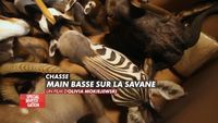 Chasse : main basse sur la savane