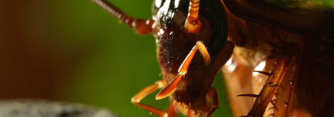 Cover Micro Monsters with David Attenborough