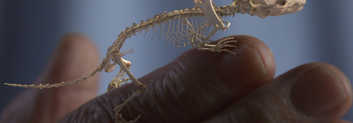 Cover David Attenborough's Rise of Animals: Triumph of the Vertebrates