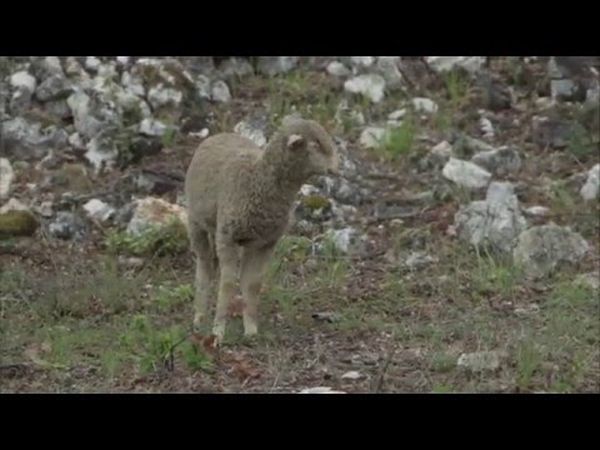 La Gueule du Loup