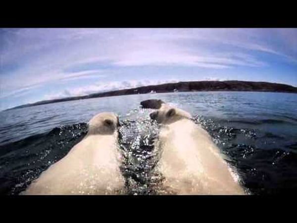 Polar Bears: A Summer Odyssey