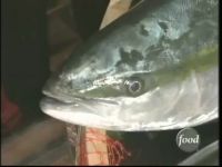 Morimoto vs. Hiroyuki Hakogi (Yellowtail)