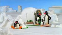 Pingu et le tuyau