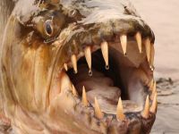Tigerfish: Africa's Piranha